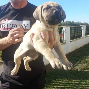 Presa Canario prelepi štenci