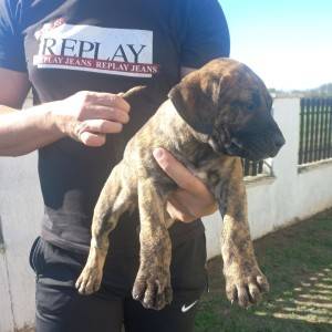 Presa Canario prelepi štenci