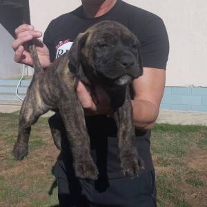 Presa Canario prelepi štenci