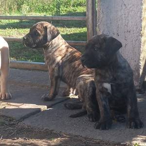 Presa Canario prelepi štenci