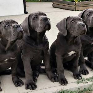 Cane Corso Kane Korso TOP KVALITET