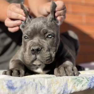 Cane Corso Kane Korso TOP KVALITET
