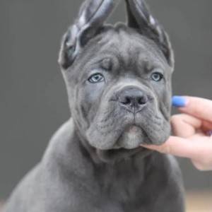 Cane Corso Kane Korso TOP KVALITET