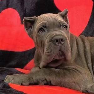 Cane Corso Kane Korso TOP KVALITET