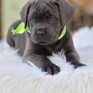 Cane Corso Kane Korso TOP KVALITET