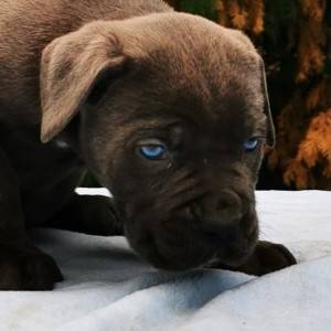 Cane Corso Kane Korso TOP KVALITET