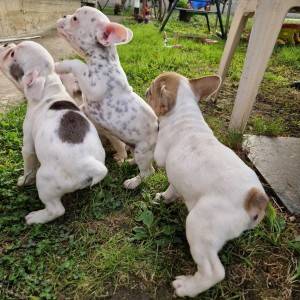 Francuski Buldog PRELEPI štenci