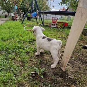Francuski Buldog PRELEPI štenci