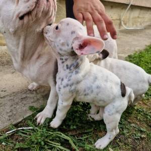 Francuski Buldog PRELEPI štenci