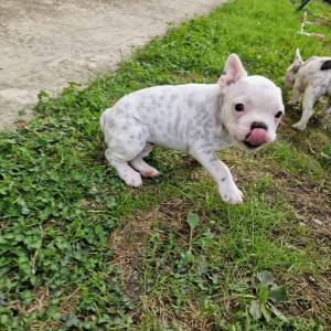 Francuski Buldog PRELEPI štenci