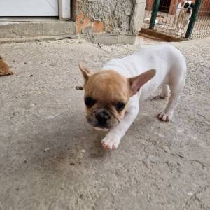 Francuski Buldog PRELEPI štenci