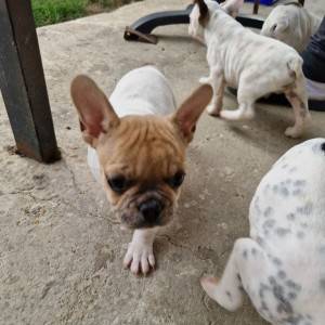 Francuski Buldog PRELEPI štenci