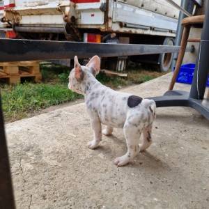 Francuski Buldog PRELEPI štenci