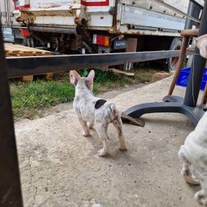 Francuski Buldog PRELEPI štenci