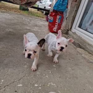 Francuski Buldog PRELEPI štenci