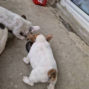 Francuski Buldog PRELEPI štenci