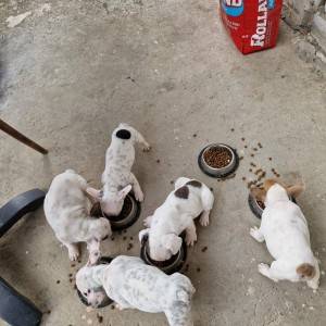 Francuski Buldog PRELEPI štenci