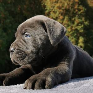 Cane Corso Kane Korso TOP KVALITET