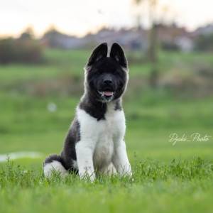 Američka Akita prelepi štenci