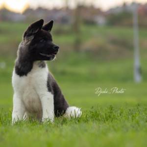 Američka Akita prelepi štenci