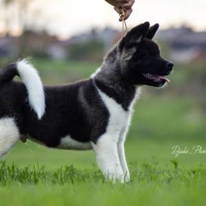 Američka Akita prelepi štenci