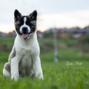 Američka Akita prelepi štenci