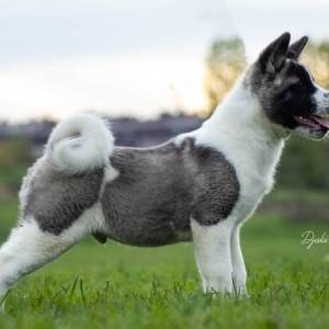 Američka Akita prelepi štenci