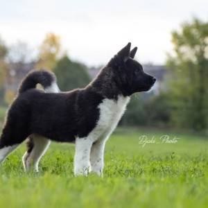 Američka Akita prelepi štenci