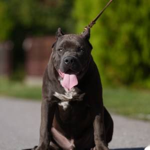 American Bully XL muško štene