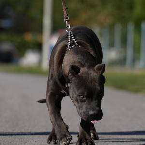 American Bully XL muško štene