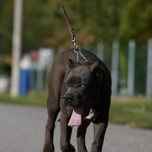 American Bully XL muško štene
