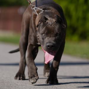 American Bully XL muško štene