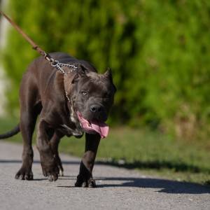 American Bully XL muško štene
