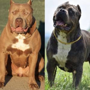 American Bully XL muško štene