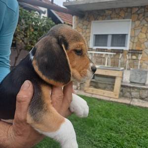 Bigl prelepi štenci