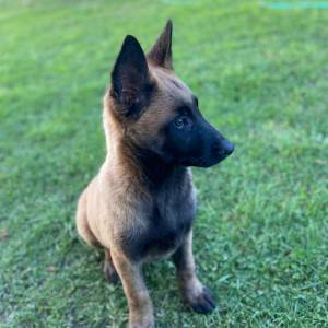 Belgijski ovčar Malinoa štenci