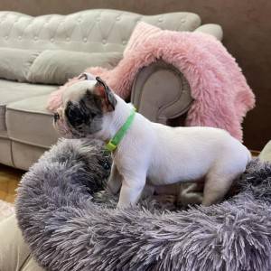 Francuski Buldog PRELEPI štenci