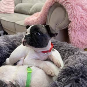 Francuski Buldog PRELEPI štenci