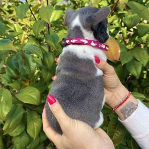 Francuski Buldog PRELEPI štenci
