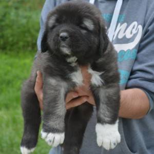 Kavkaski ovčar štenci