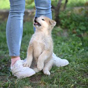 Akita inu stenci