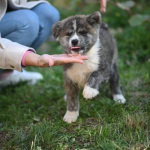 Akita inu stenci