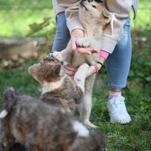 Akita inu stenci