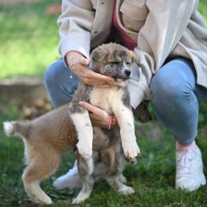 Akita inu stenci