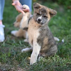 Akita inu stenci