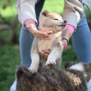 Akita inu stenci