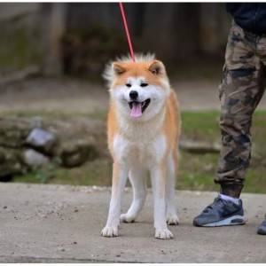 Akita inu stenci