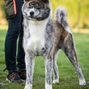 Akita inu stenci
