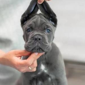 Cane Corso Kane Korso TOP KVALITET