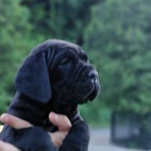 Cane Corso Kane Korso TOP KVALITET